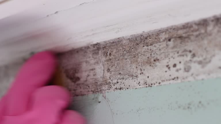 Professional Mold Inspection, Removal & Remediation in North Rock Springs, WY